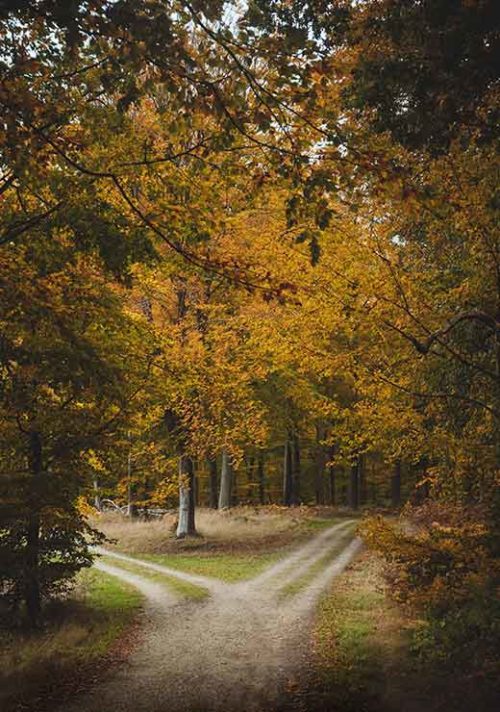 Two Roads Diverged in a Yellow Wood - Gustav Mørch