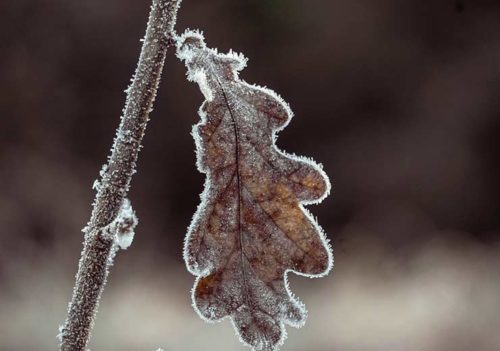 Frozen Leaf - Amanda Petersen