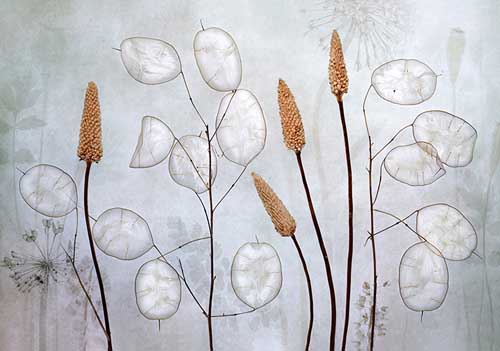 Lunaria - Mandy Disher