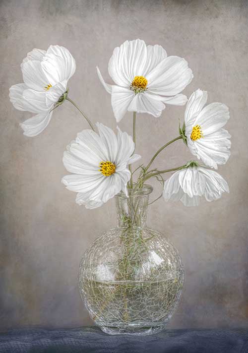 Simply Cosmos - Mandy Disher