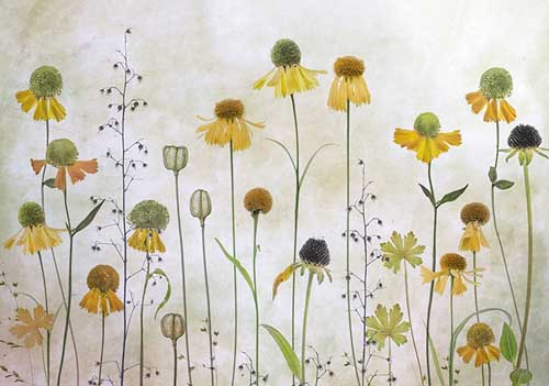 Helenium - Mandy Disher