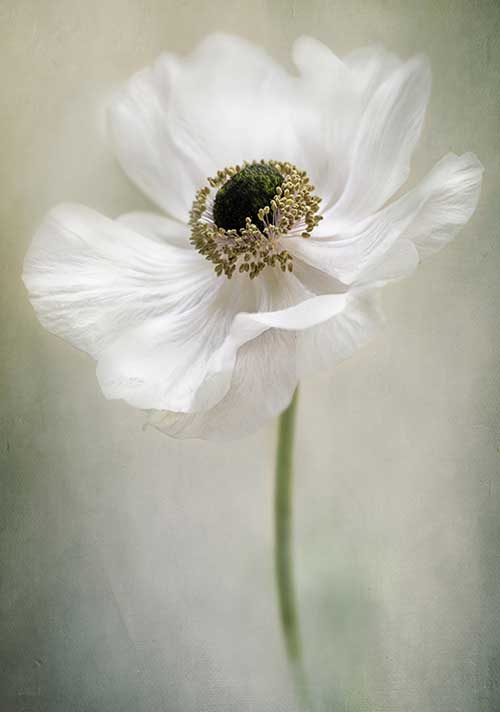 Single White