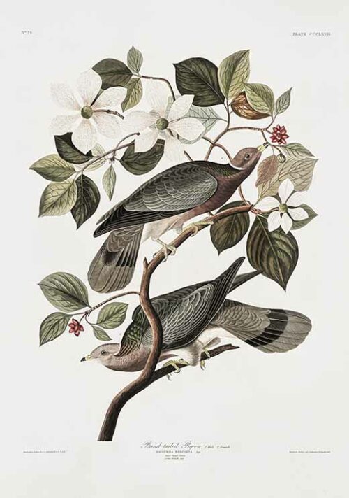 Brand Tailed Pigeon - Birds Of America (1827)