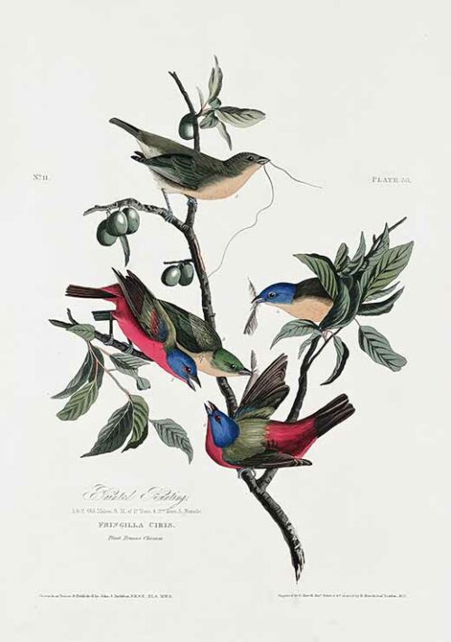 Painted Finch - Birds of America (1827)