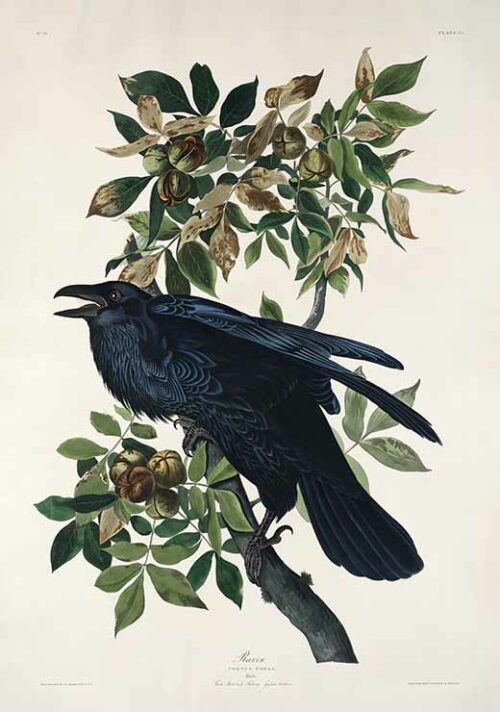 Raven - Birds of America (1827)