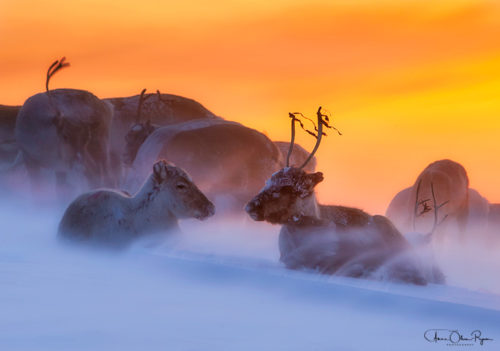 Reindeer in Blowing Snow - Anne Olsen-Ryum